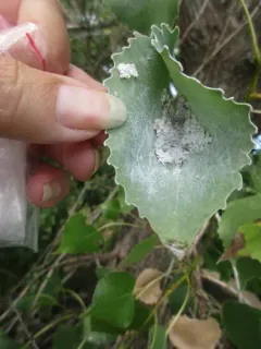 Pachypappa pseudobyrsa thumbnail 3