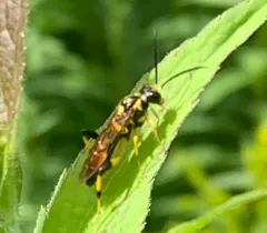 Macrophya formosa thumbnail 4