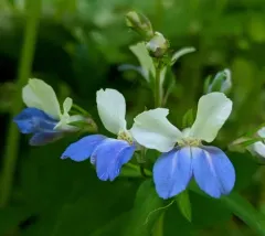 spring blue-eyed Mary thumbnail 2