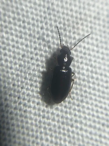 Small California Harp Ground Beetle