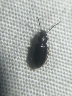 Small California Harp Ground Beetle thumbnail 1