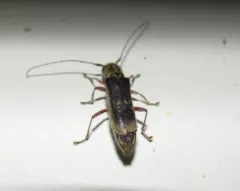 Hickory Saperda thumbnail 3