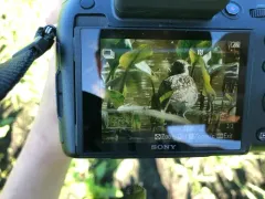 Wood Sandpiper thumbnail 3