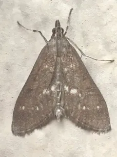 Mecyna mustelinalis thumbnail 2