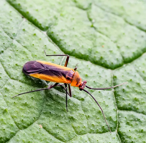 Black Locust Bug