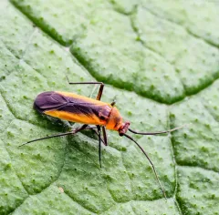 Black Locust Bug thumbnail 1