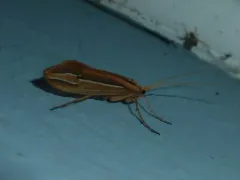 Silver-striped Northern Caddisfly thumbnail 3