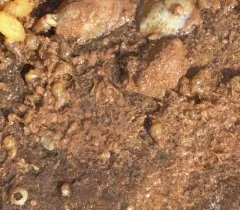 Lunate Dove Shell thumbnail 3