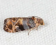 Paralobesia monotropana thumbnail 2