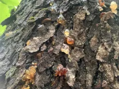 Hakea Gummosis Fungus thumbnail 3