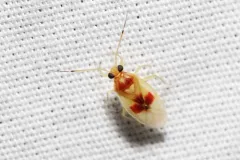 Tropidosteptes brooksi thumbnail 1