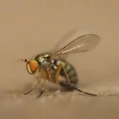 Dolichopus plumipes thumbnail 4