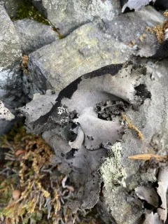 Arctic Frosted Rock Tripe thumbnail 2