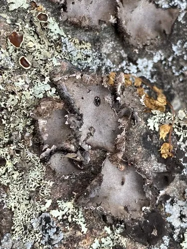 Granulating Rocktripe Lichen
