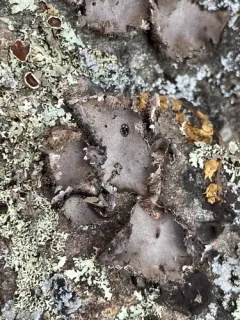 Granulating Rocktripe Lichen thumbnail 1