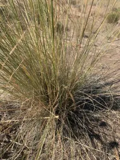 Thurber's Needlegrass thumbnail 2