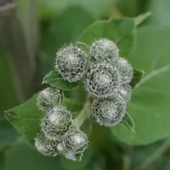 Woolly Burdock thumbnail 3