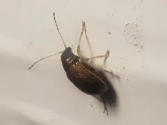 Colaspis suilla thumbnail 3