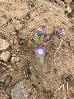 Peck's Phacelia thumbnail 3
