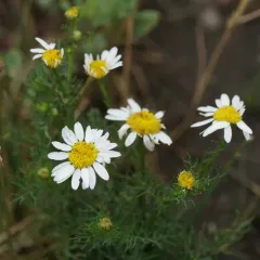 scentless mayweed thumbnail 4