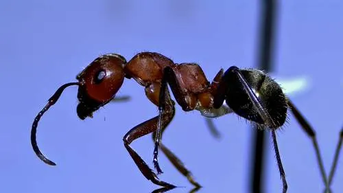 Ruddy Slave-making Ant