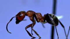Ruddy Slave-making Ant thumbnail 1