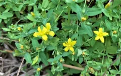 Trailing St John's-wort thumbnail 2
