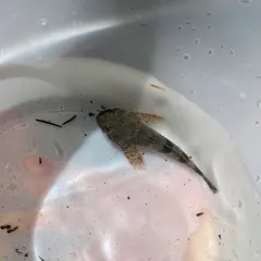 Torrent Sculpin thumbnail 2