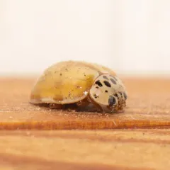 Cream-streaked Ladybird thumbnail 4