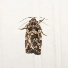 Spring Spruce Needle Moth thumbnail 2