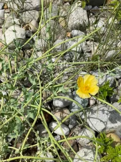 Yellow Horned Poppy thumbnail 2
