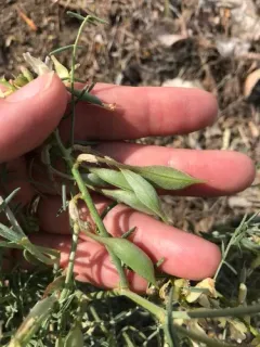 Woody-pod Milkvetch thumbnail 3