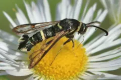 Oak Gall Borer Moth thumbnail 3