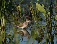 Wood Sandpiper thumbnail 2