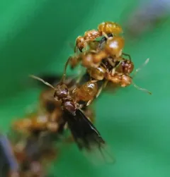 Less Shady Fuzzy Ant thumbnail 2