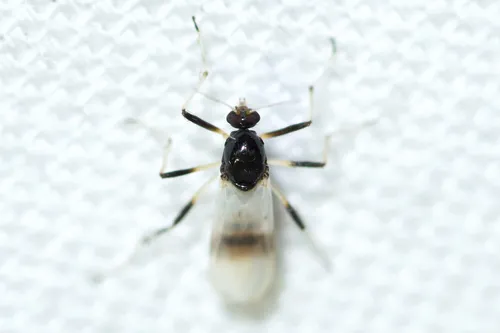 Probezzia albitibia