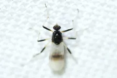Probezzia albitibia thumbnail 1