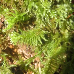 Oregon Beaked Moss thumbnail 4