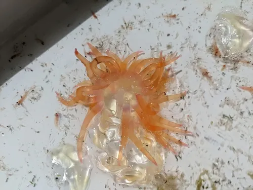 Hula Skirt Siphonophore