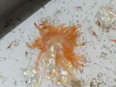 Hula Skirt Siphonophore thumbnail 1