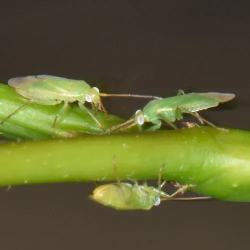 Honey Locust Plant Bug