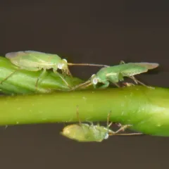 Honey Locust Plant Bug thumbnail 1