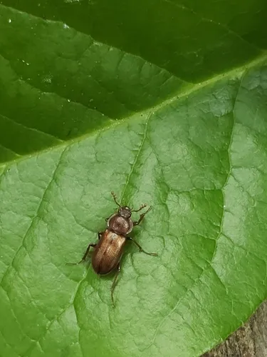 Platyceroides laticollis