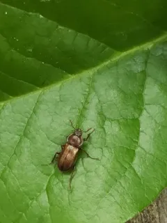 Platyceroides laticollis thumbnail 1