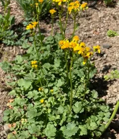 Flett's Ragwort thumbnail 4