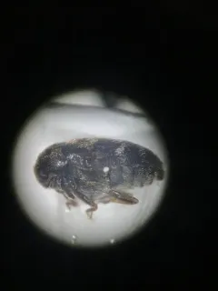 Glabrous Cabinet Beetle thumbnail 2
