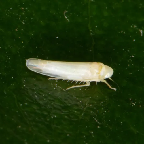 Rose Leafhopper