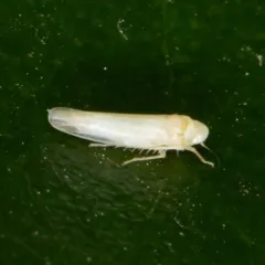 Rose Leafhopper thumbnail 1