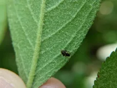 Syzeton fasciatus thumbnail 3