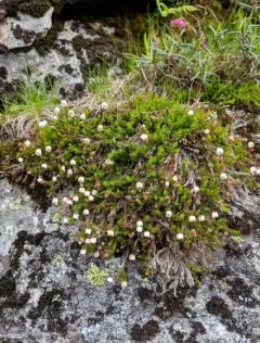 Moss Bell-heather thumbnail 1